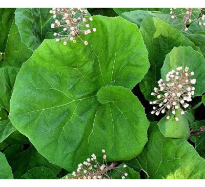 Білокопитник лікарський, Підбіл (Petasites officinalis)